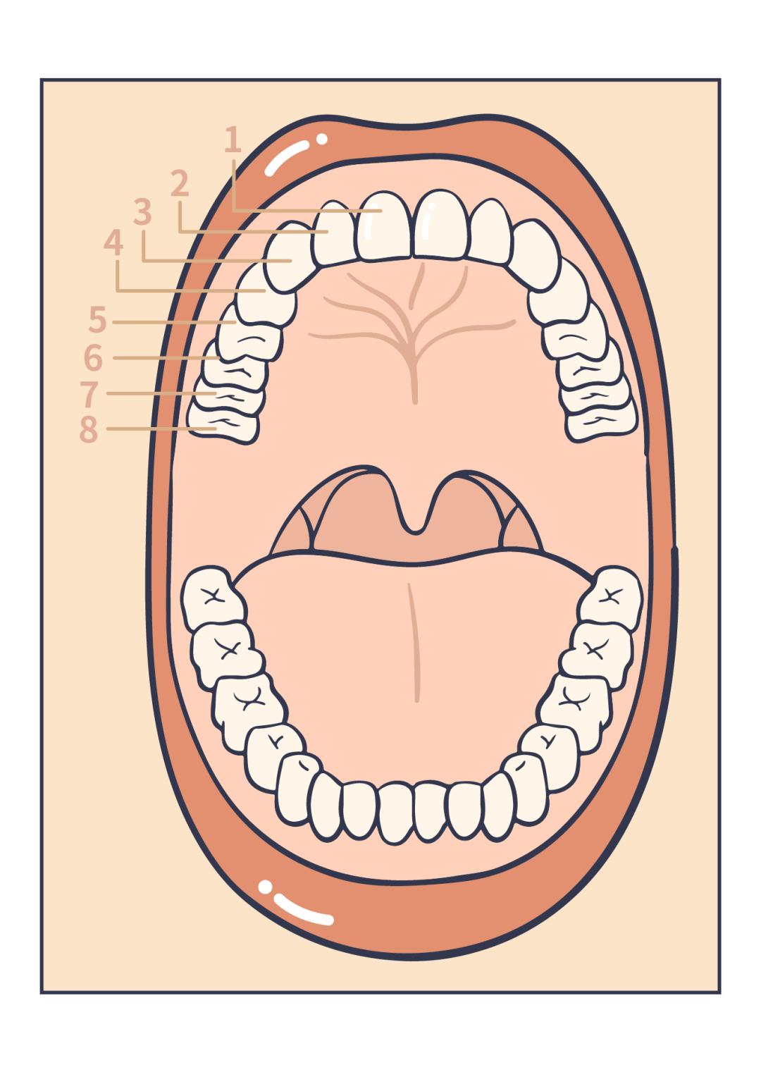智齿剩一个牙根了不好拔用开刀么,智齿拖着不拔的人有的截骨了