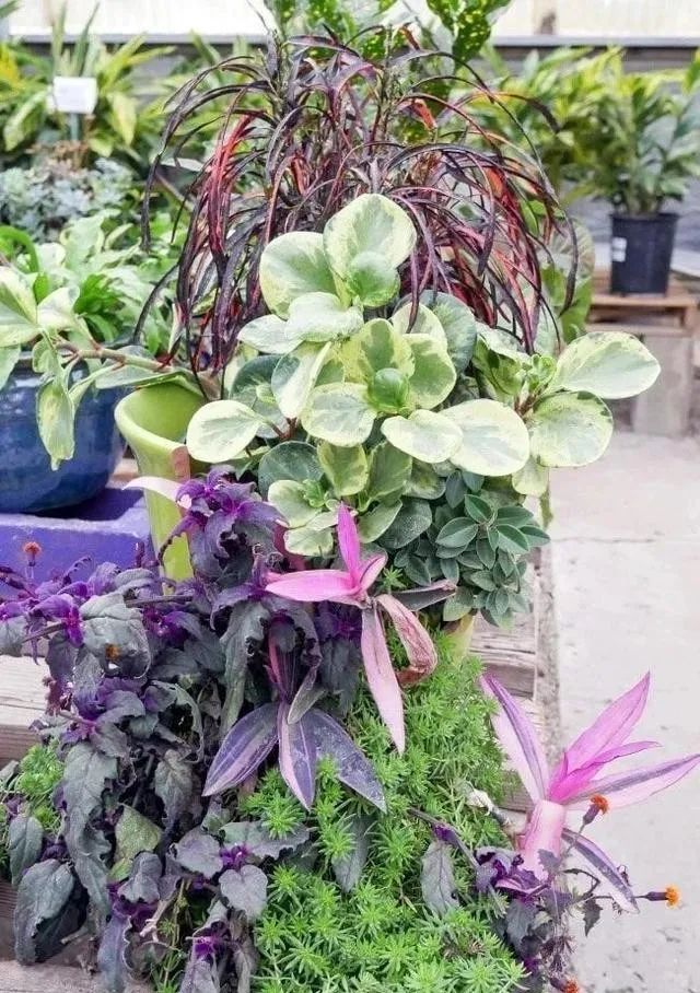 不小心打碎花盆有什么预兆,花盆打碎了能做什么