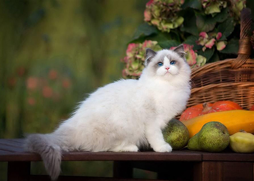 布偶猫多少钱一只市场价,布偶猫现在市场价多少钱