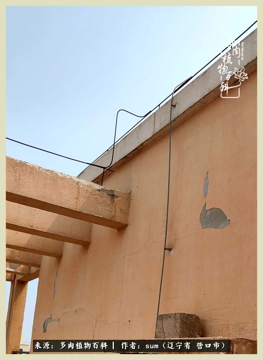 养多肉是一个很治愈的过程,养多肉是一种爱