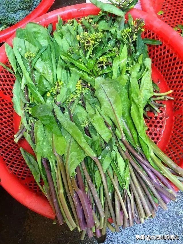 潮汕紫色芥蓝,为什么广东人喜欢吃芥蓝
