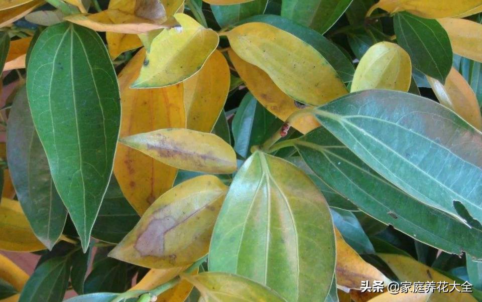 夏季平安树叶子干枯掉叶怎么办,平安树干枯掉叶子还能活吗