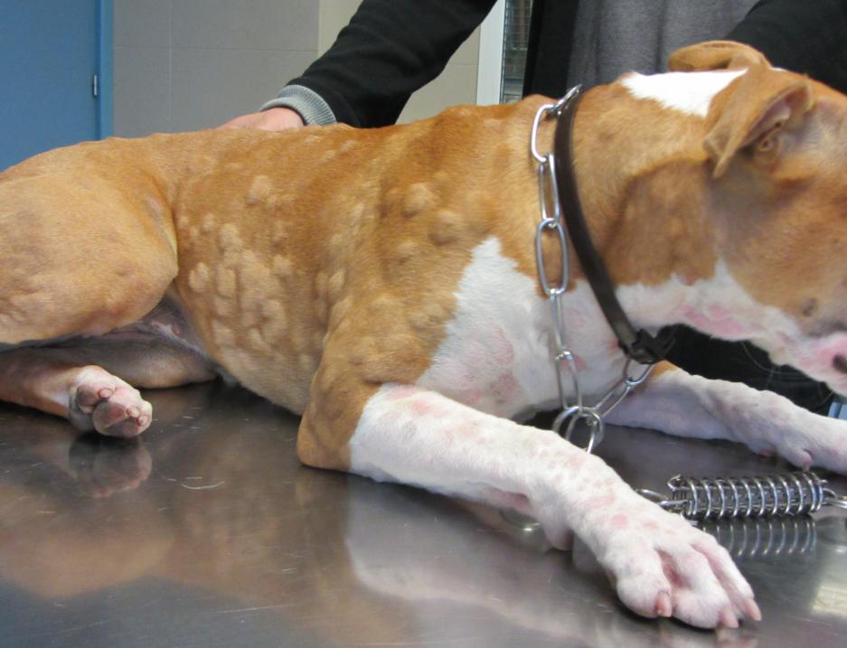 狗狗脓皮病越来越多怎么办,狗狗皮肤发红有皮屑怎么治比较好