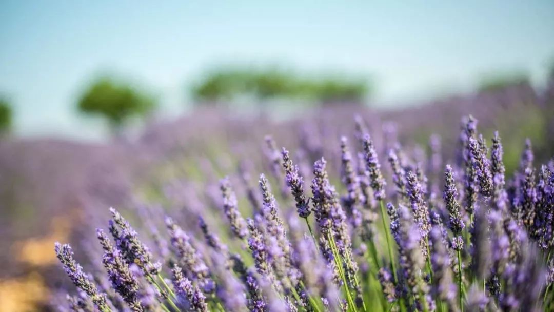 雪松味道有点呛鼻子,雪松味道好不好闻