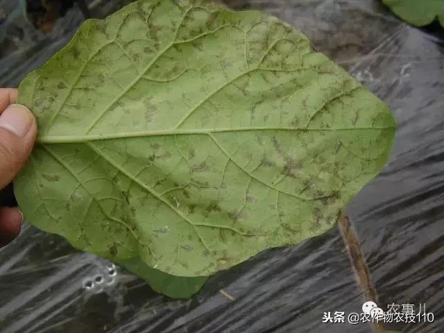 种茄子的六个步骤简短文字,种茄子的基本知识