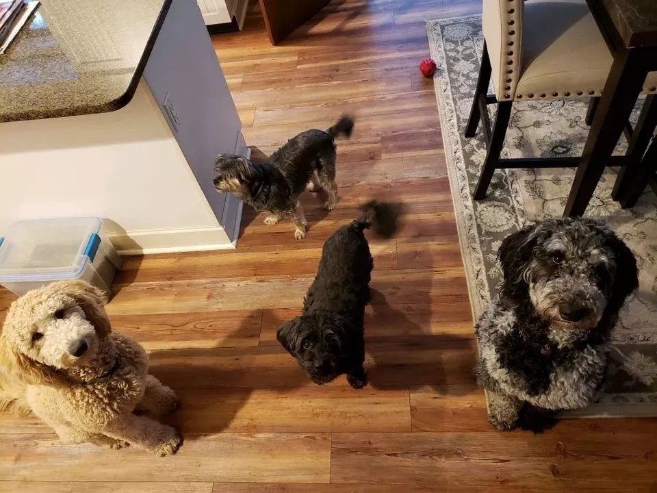 狗狗的肚子……其实是个“百宝箱”？