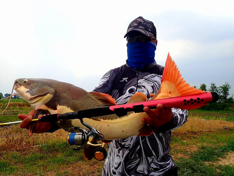 红尾鲶厉害吗,李大毛钓红尾鲶