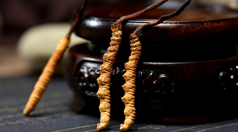 冬虫夏草与别的药物有冲突吗,冬虫夏草跟虫有什么瓜葛