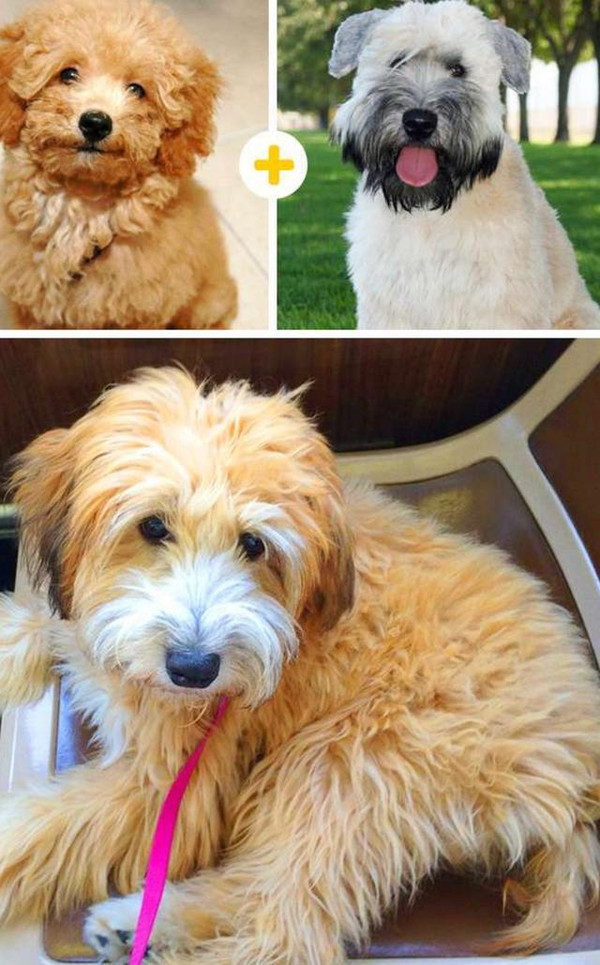 比柯基短腿好看的狗,和柯基杂交的狗狗都是小短腿吗