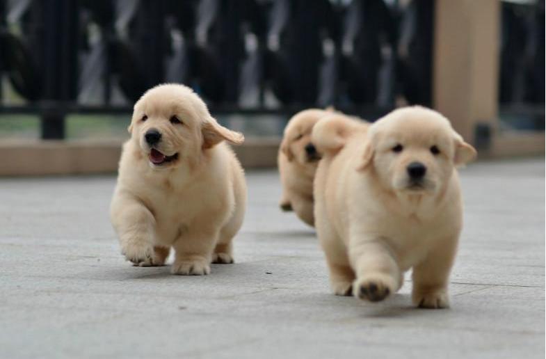 挑选纯种金毛,挑选金毛的正确方法