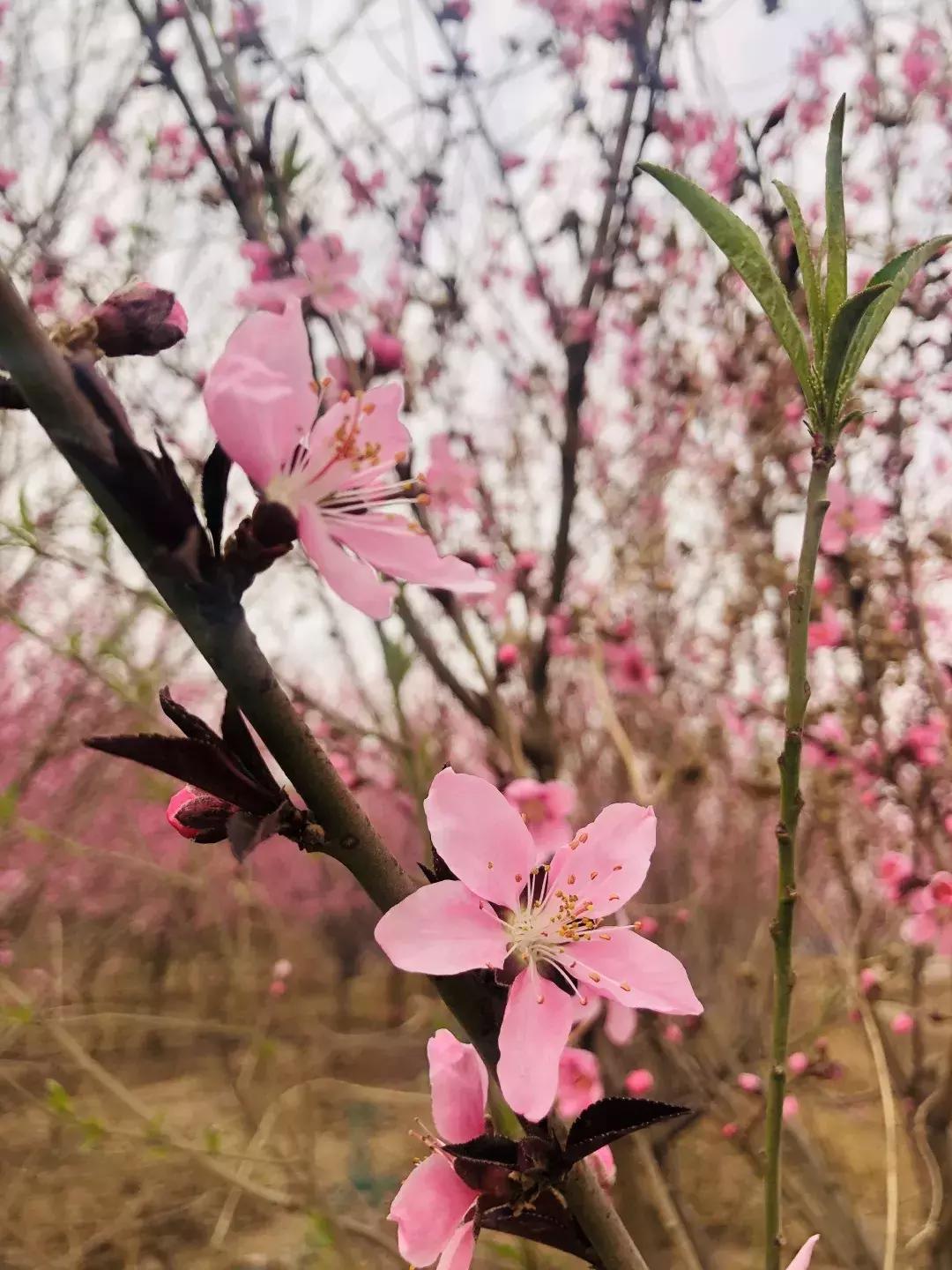 清明踏青好去处邯郸,清明假期旅游必备