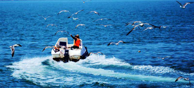 荣成海驴岛海鸥,荣成海驴岛的由来
