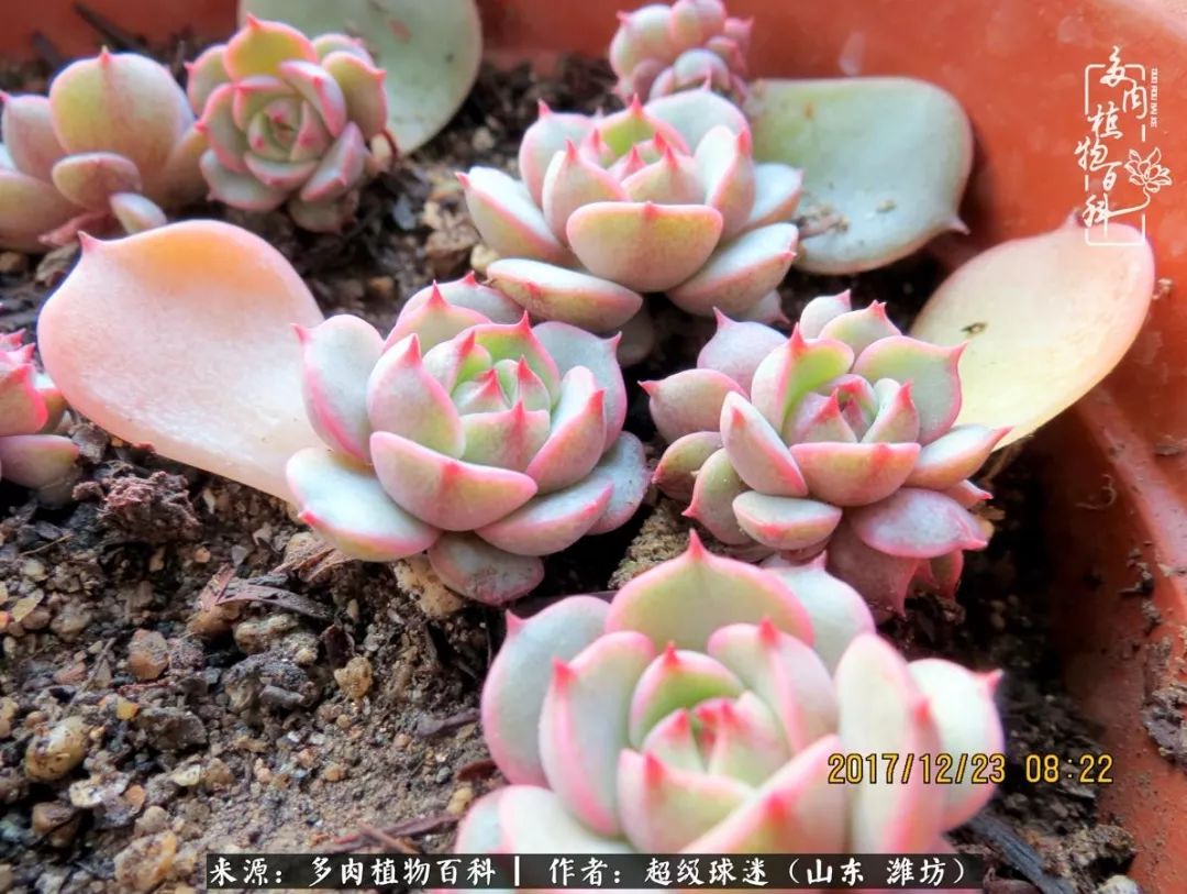 多肉黑茎咋办,多肉黑菌