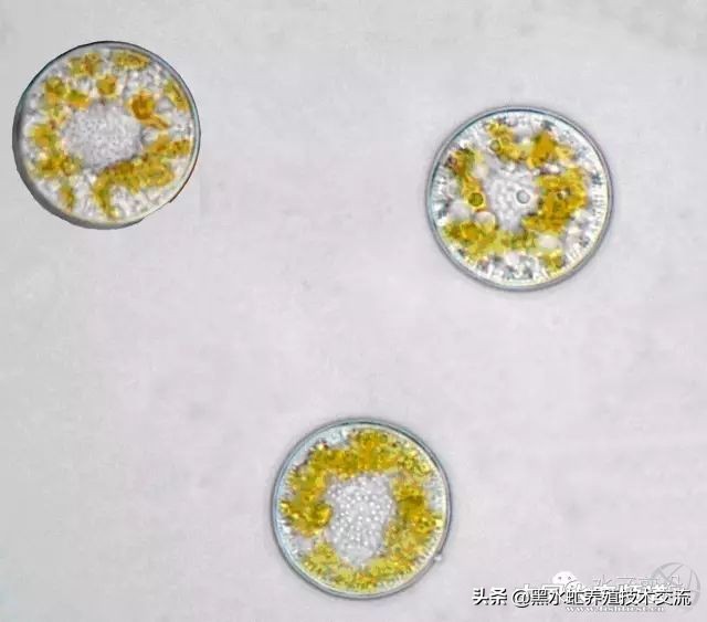 水产藻类大全图片,水产藻类知识大全