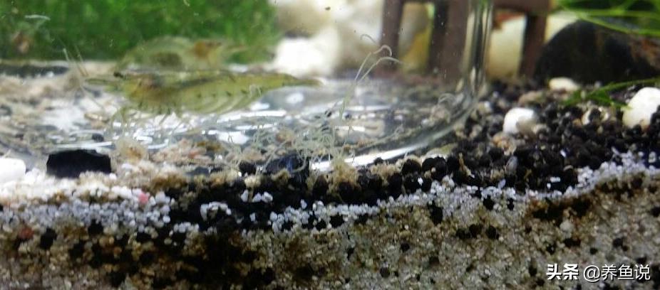 鱼缸蛋白虫的处理方法,鱼缸放铜币对蛋白虫有作用吗