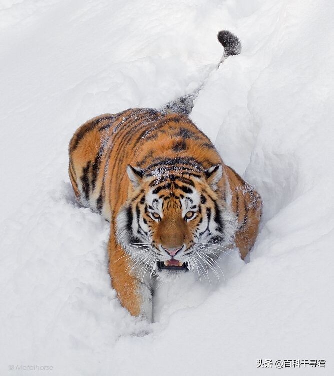 最大内陆国计划让里海虎“秽土转生”，莱昂纳多曾发文支持