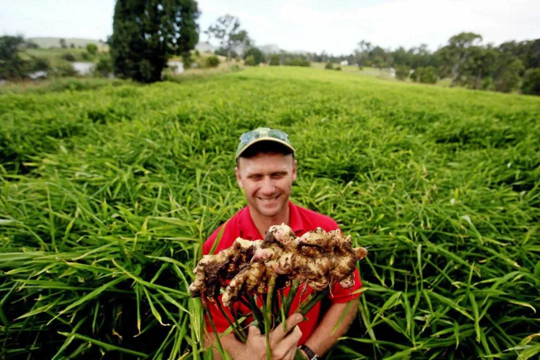 中国生姜在国外有多厉害,中国生姜在国外抢购