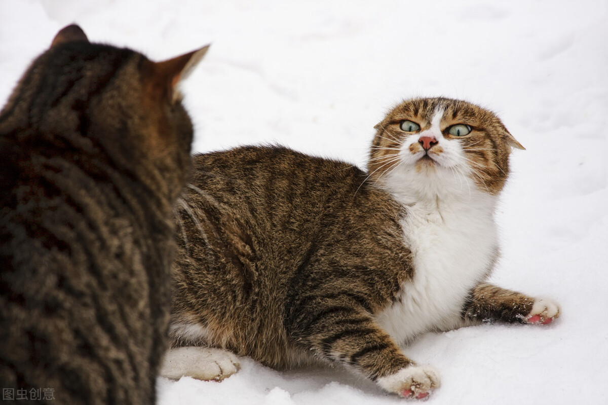 开车撞到猫狗要怎么用话语脱身,开车撞到猫狗有什么预兆