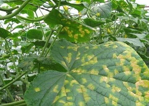 黄瓜霜霉病需要高温闷棚多少度,黄瓜霜霉病能高温闷棚吗