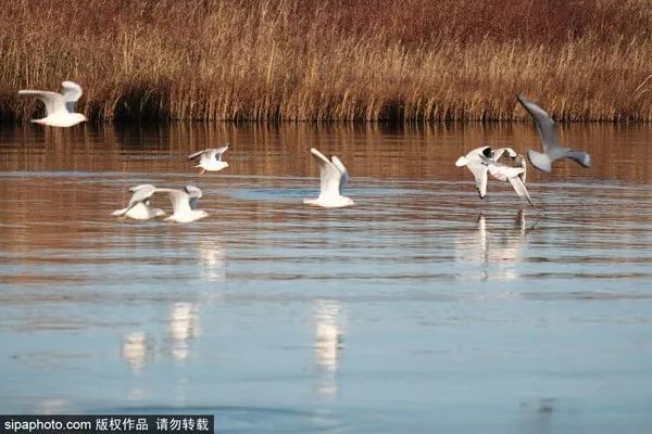 再不去玩就晚了！北京秋游倒计时！爬​山、赏叶、观鸟…随便您怎么嗨！
