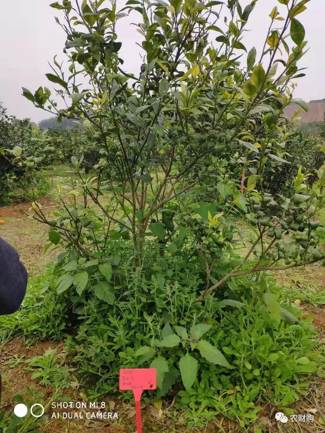 黄龙病检验阳性什么意思,黄龙病检测