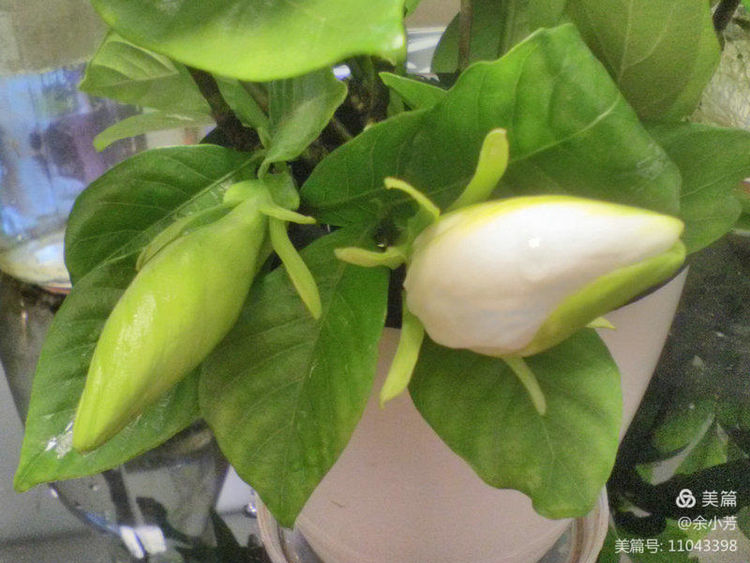 栀子花开舞蹈视频,栀子花开何炅