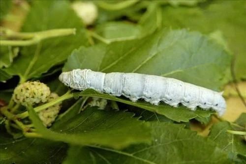 桑树全身都是宝本草纲目记载,桑树一身都是宝被称为东方神木