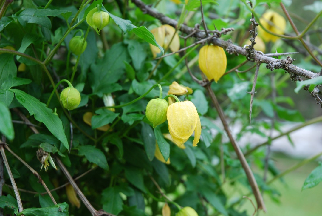 一棵就能爬满墙?这波操作服了