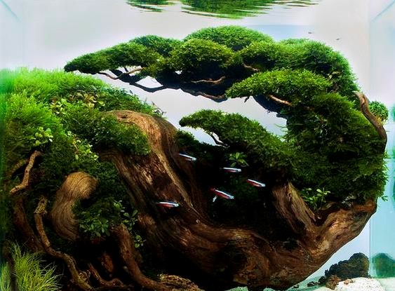 鱼缸长绿藻说明水质好还是差,水族箱长绿藻代表水质好吗