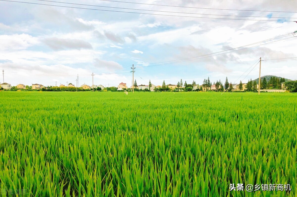 2022年农村创业的好项目推荐,最有潜力的8大农村创业项目推荐