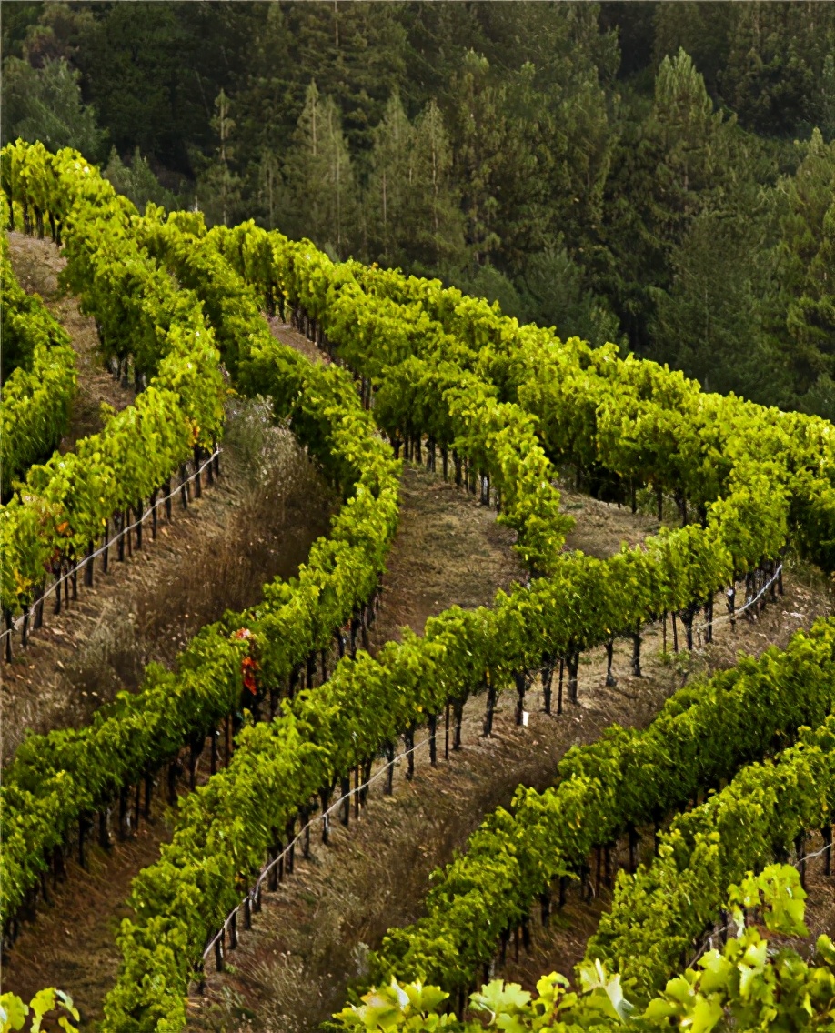 瓦伦丁,把爱心绘入酒标的浪漫酒庄