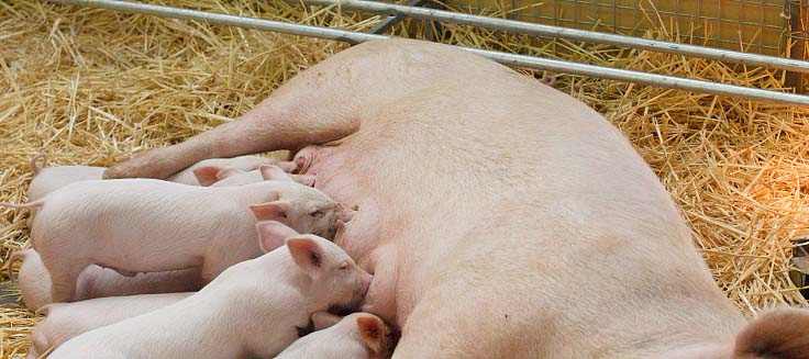 仔猪肠胃炎,如何防治仔猪胃肠炎和流行性腹泻