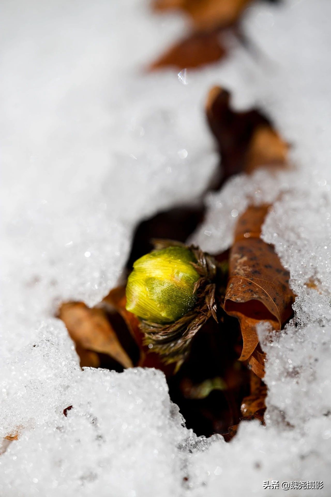 雪+雾凇+侧金盏+款冬=一次完美寻花之旅