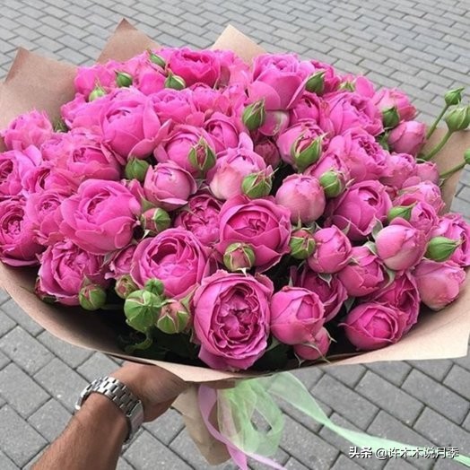 推荐一下多头月季花,100种月季品种大全