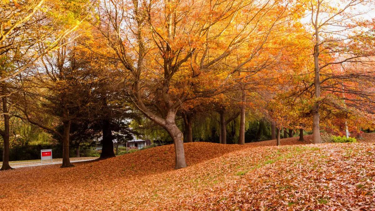 月是故乡明抒情散文,月是故乡明随笔