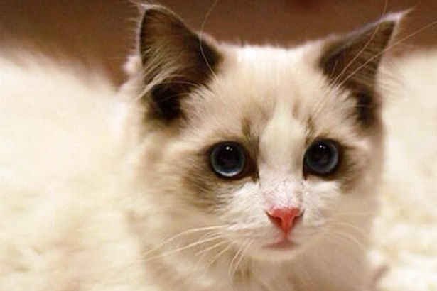 铲屎官注意,铲屎官遛狗的细节