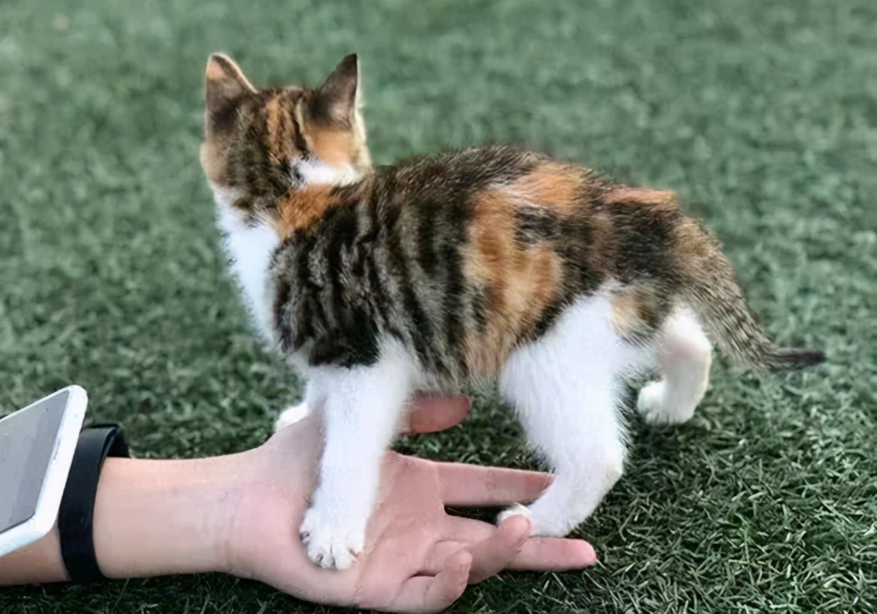 猫咪呕吐会自愈吗,猫咪一直呕吐黄水能自愈吗