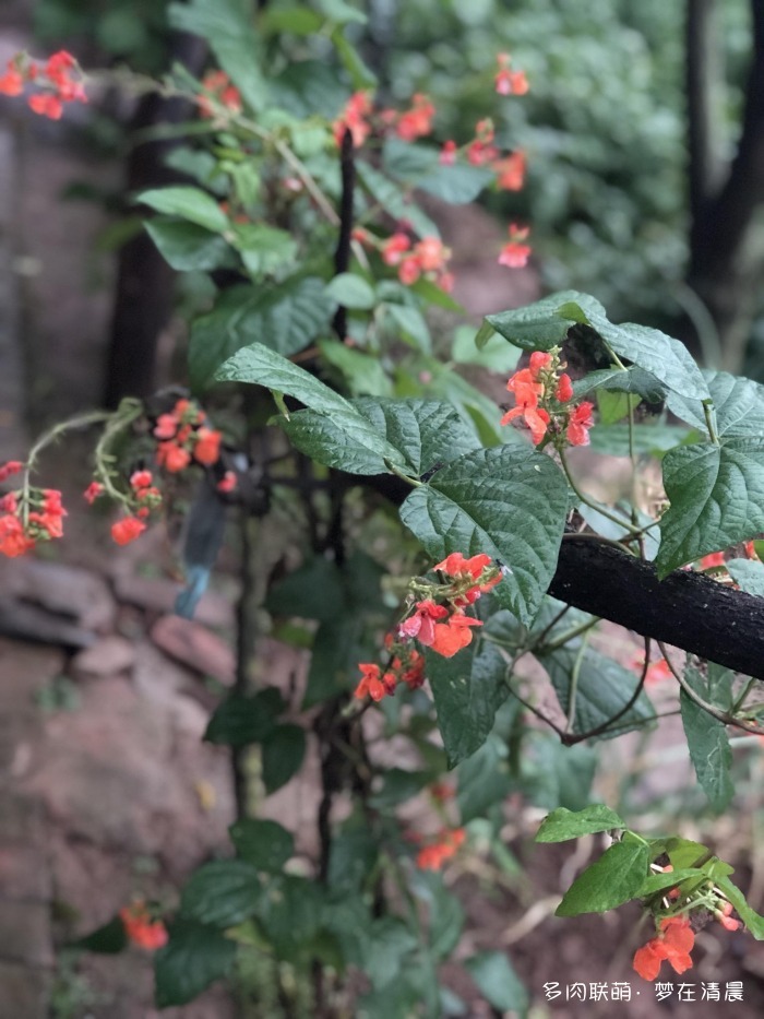 澶忚姳鏈夊摢浜涜姳,澶氳倝鏈夎姳鏈夋灉