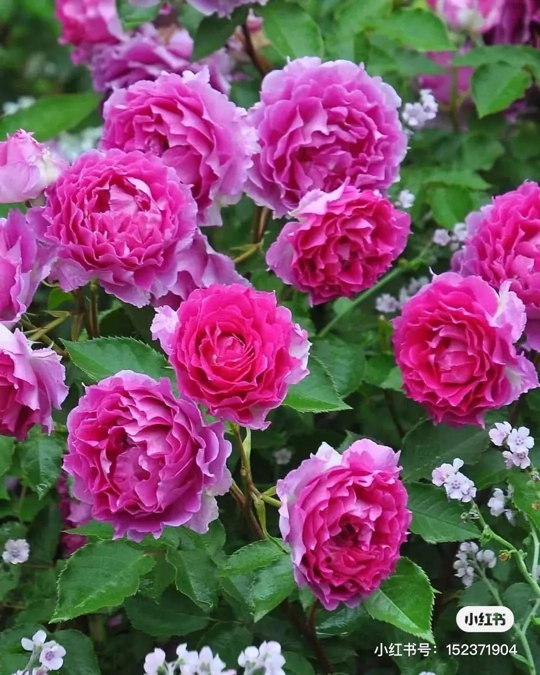 获得worldrose的12款月季品种,露台月季品种推荐