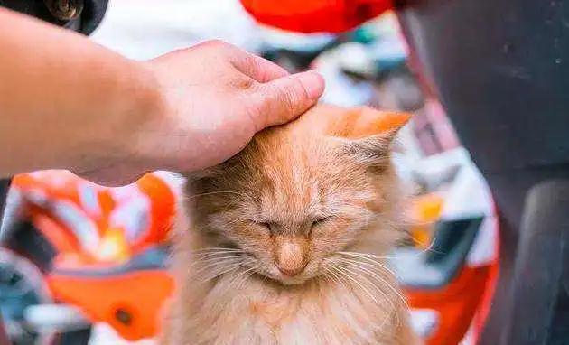 怎么给猫挑选猫粮,喜马拉雅猫怎么挑选