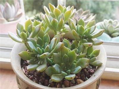如何养殖多肉的技巧,如何养殖多肉植物和盆栽