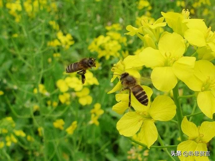 蜜蜂诗句赏析100首,蜜蜂诗精选一首