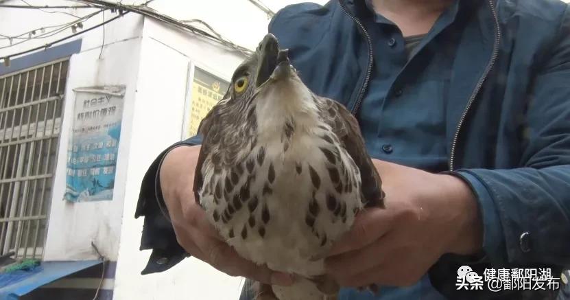 松雀鹰受伤,松雀鹰真实图文