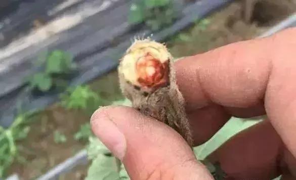 如何根据病虫害情况确定用药方案,防治病虫害配药灭虫有技巧