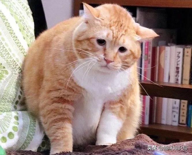 猫咪绝育之后反而乱尿怎么办,猫咪从不乱尿突然乱拉咋回事