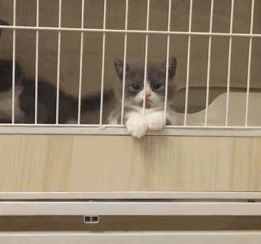 想带狗狗坐高铁怎么办,想要带狗狗上飞机