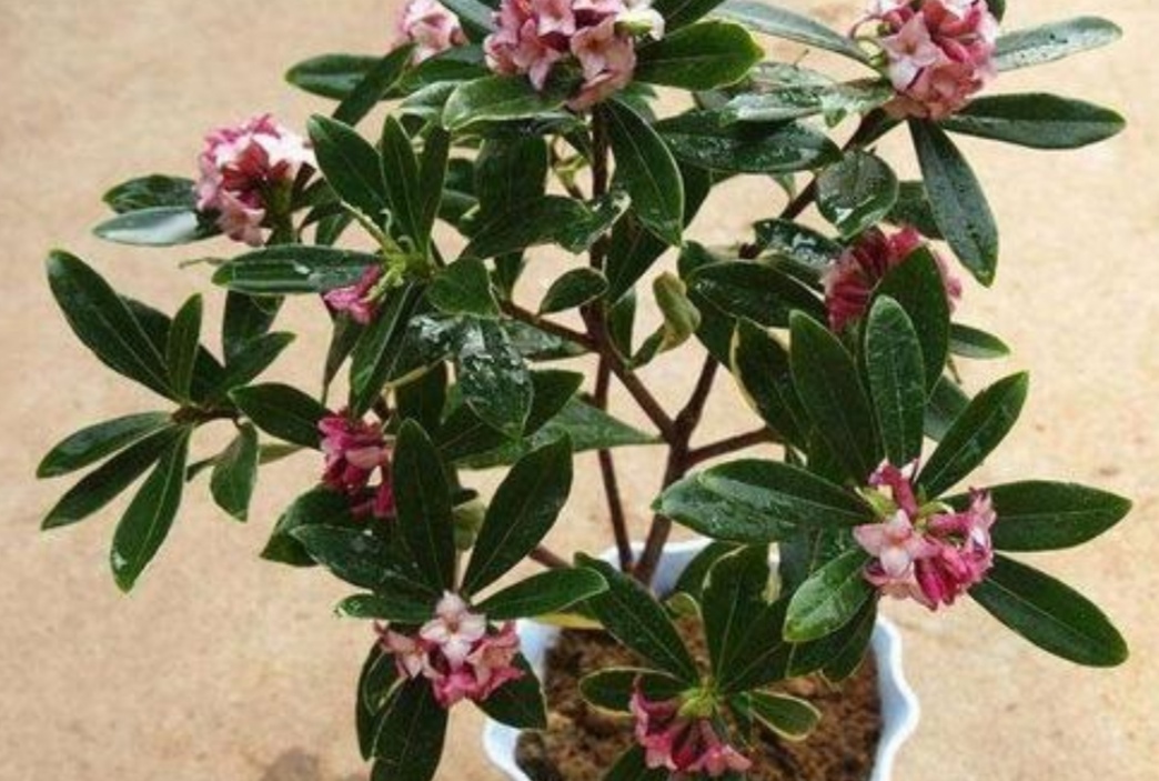 家里养盆“香味花”,春节期间开花,满屋花香扑鼻