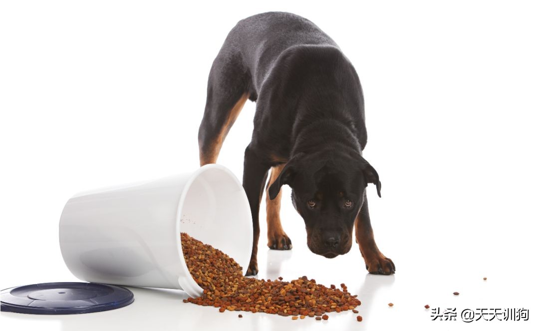 狗狗发情先别慌,这几招教你稳住TA