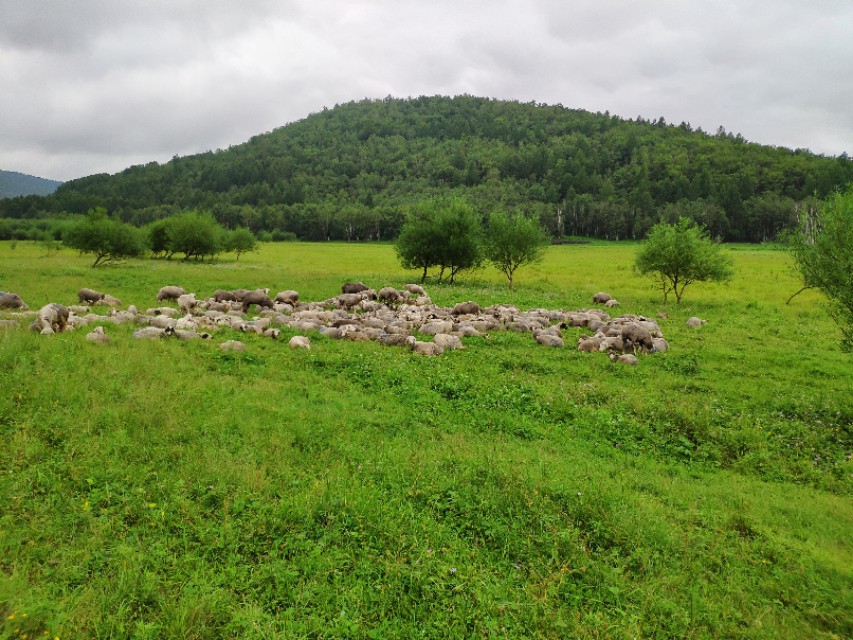 又到遛茬季节,羊吃玉米或者黄豆胀肚、中毒怎么办?兽医告诉你