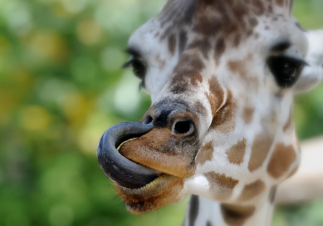 长颈鹿的繁殖过程有多奇特,长颈鹿的繁殖系统怎么样